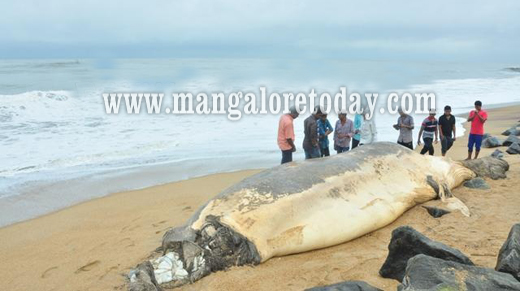 ullal whale